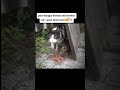 Poor Hungry Kittens i Gave Them Food #1k #cat #1million1 #cuteanimals #catlover