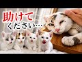 ボロボロのお母さんと4匹の子猫を保護しました…。