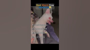 Best Weird Dog Moments🤣 (TRY NOT TO LAUGH!)
