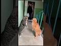 猫🆚ネコ 〜仁義なき戦い〜 #animals 🙀🐈⬛🐾