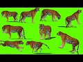 Tiger Green Screen | Tiger Green Screen Video with All Movement | NO Copyright Video|