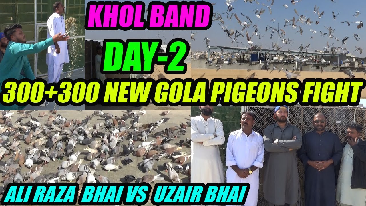 300+300 Gola Pigeons Fight Ali Raza Bhai VS Uzair Bhai 300 Koray Kabooter Larraya Khol Band DAY-2