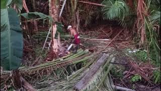 Skill menebang Pokok Rumbia ( Balau ) ke arah yang ditentukan.