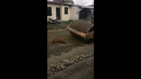 Kinh hoàng chú chó bị xe Lu cán chết 😱😨