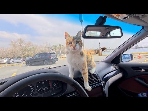 A Stray cat