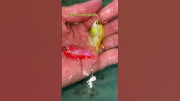 Cá cánh buồm dòng cá đa dạng màu sắc #cacanhbuom #shorts