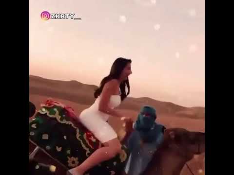 الناقه ولا السياره 