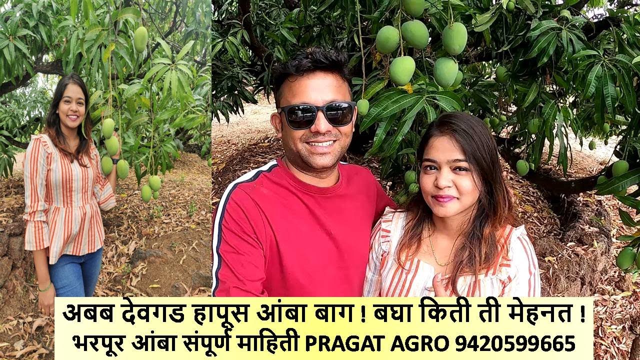 अबब देवगड हापूस आंबा बाग बघा किती ती मेहनत भरपूर आंबा संपूर्ण माहिती PRAGAT AGRO 9420599665