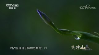 典型的山地森林生态系统 让梵净山获得“自然基因库”的美誉 《梵净山》【CCTV纪录】