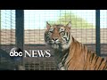 More details on the tiger attack in Kansas