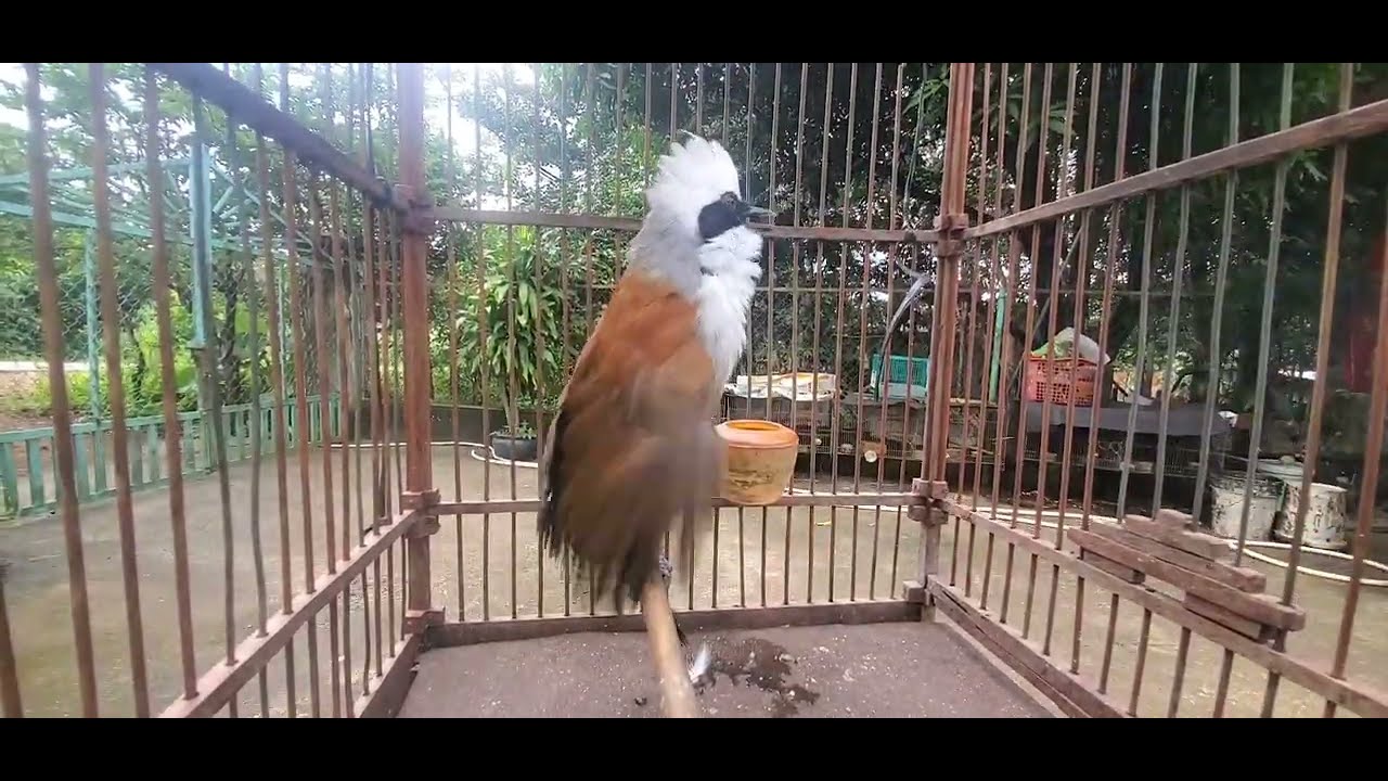 Khướu Đầu Bạc, Chim bồ Chao , Hót  Là Đỉnh Cao.