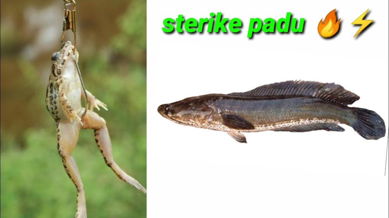 Casting ikan haruan pakai umpan katak hidup