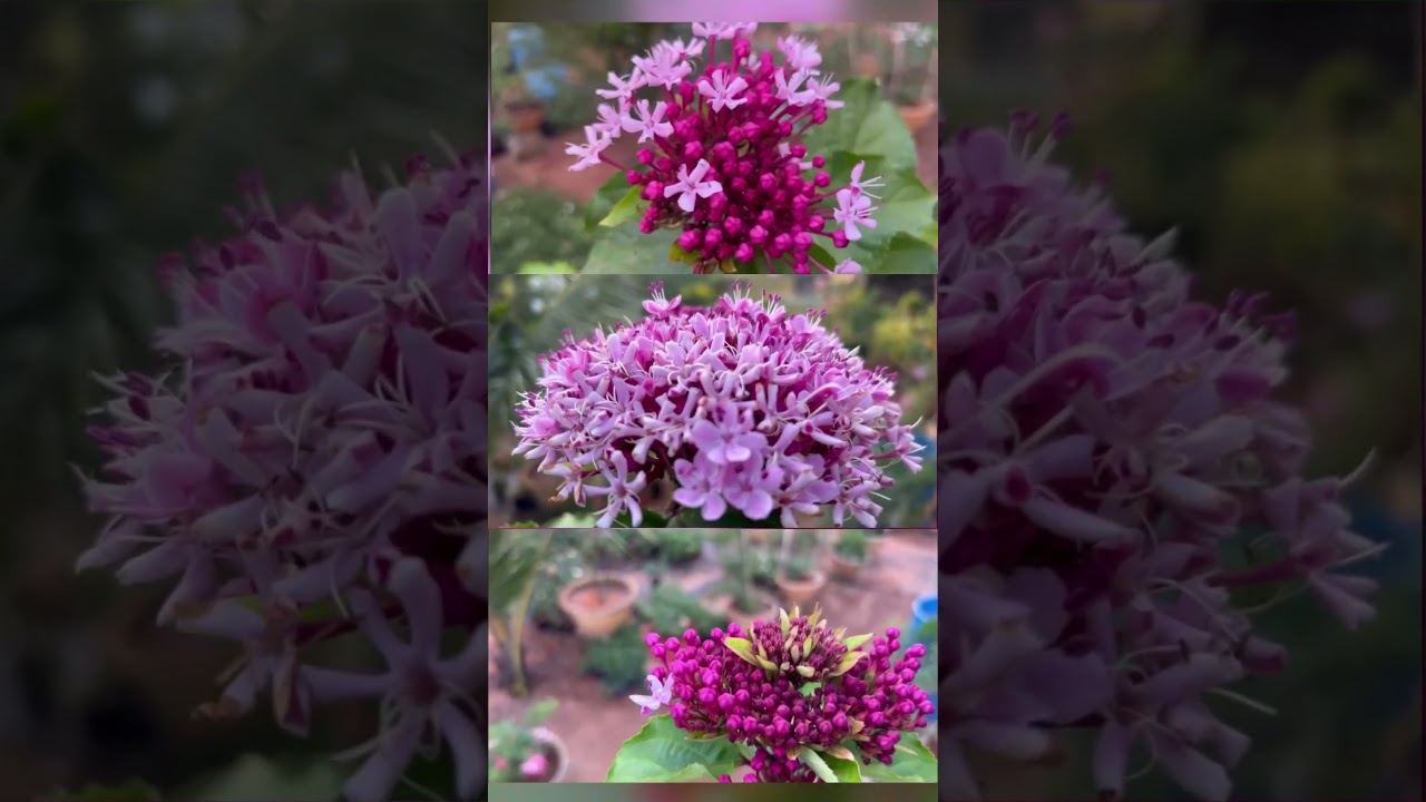 kashmeeri boquet / fragrant flowering plants  / Ottormohini pink