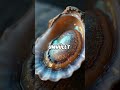 Warum wachsen in Muscheln Perlen? #achso #achsowissen #wissen #wissenvideo #funfacts