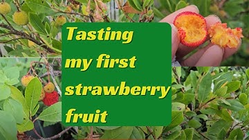 Tasting my first Strawberry Fruit (Arbutus Unedo)
