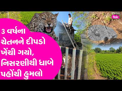 Gir Gadhda Leopard Attack: મા ના પડખે સુતા બાળકને દીપડો લઈ ગયો, ગળુ - પેટ ફાડી નાખ્યું