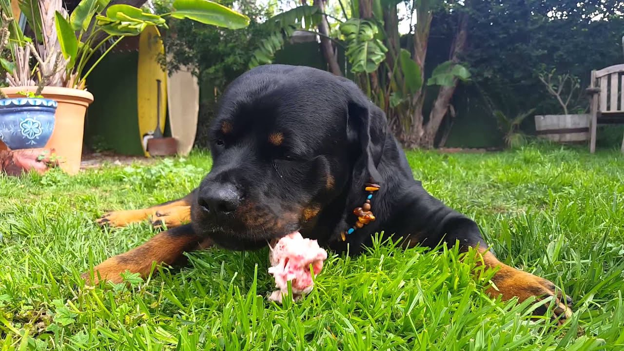 Rottweiler eating raw organic turkey meat wing. Dogs are carnivores