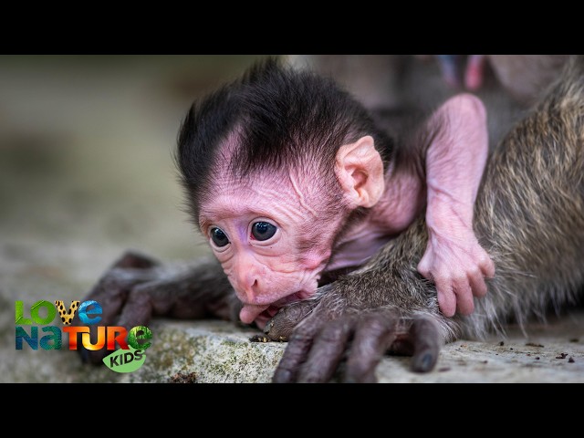 Baby Monkey's First Steps Into the Wild | New Kids In The Wild