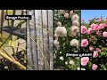 🌹ரோஜா செடியை சரியாக வெட்டுவது எப்படி? | Rose Pruning in Tamil #mygarden #rose  #gardeningtips