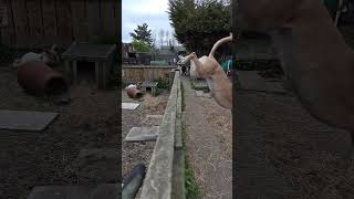 lurcher jumping #hiphop #rap #music #love #hiphopculture #lurcher #puppy #baroque #funnydogs #pets