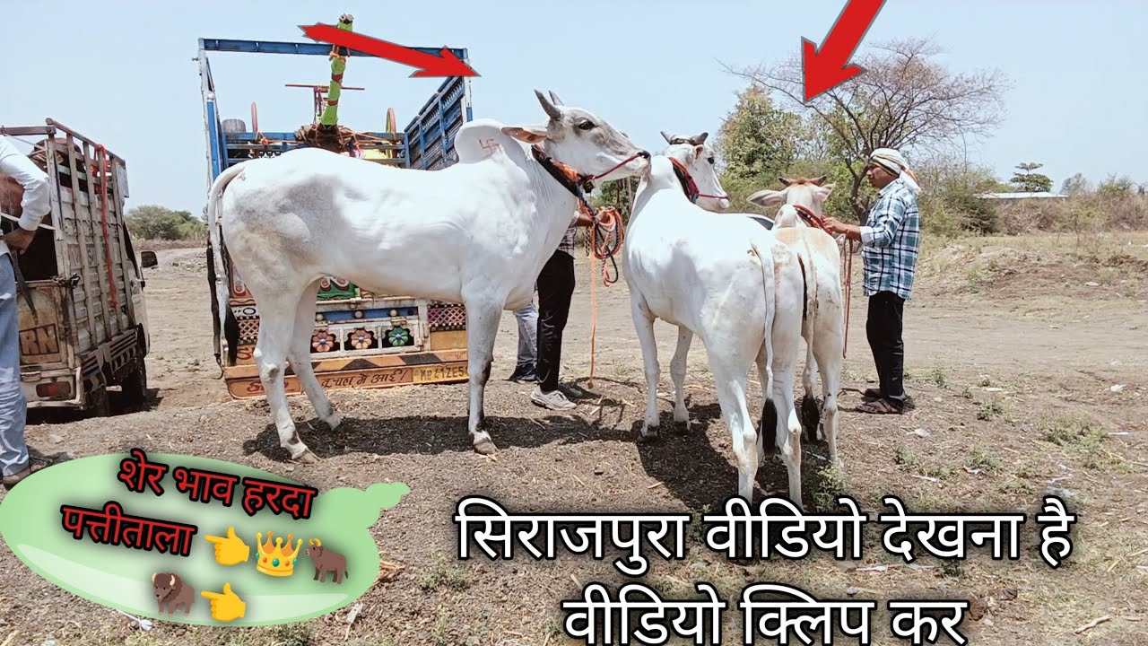 हरदा दौड़ प्रतियोगिता में आया शेरॉ ग्राम मगरिया के रहिवासी लोकेश पाटिल 👉🐂#