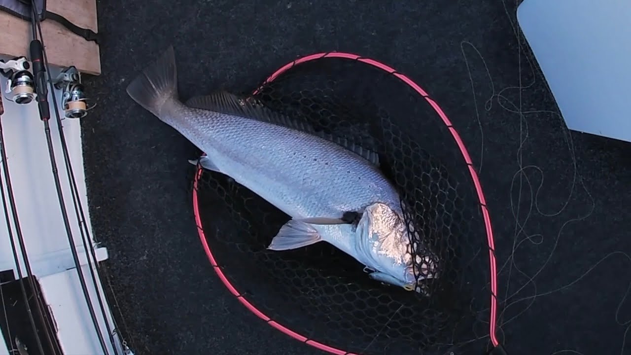 How "not" to catch a Jewfish in Lake Macquarie