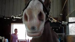 Quivering Horse Lips