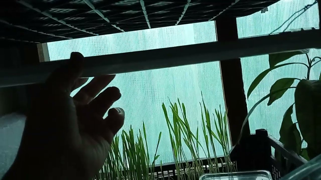 Обустраиваю ПОЛКУ для РАССАДЫ, освещение