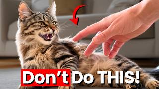 Why Cats HATE These 8 Things (Fix them Fast!)