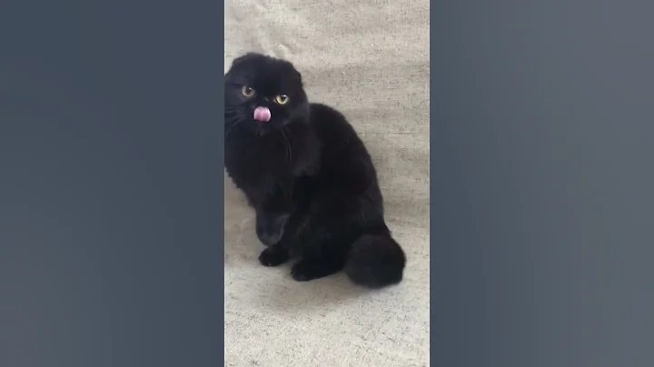 Watch the video about Black Scottish Fold