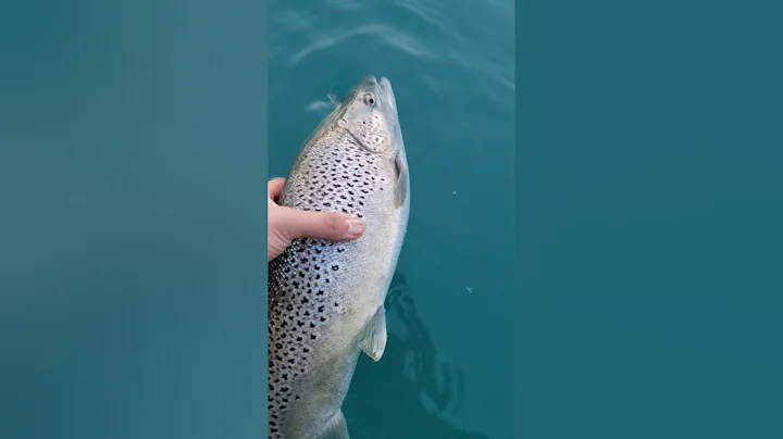 brown trout