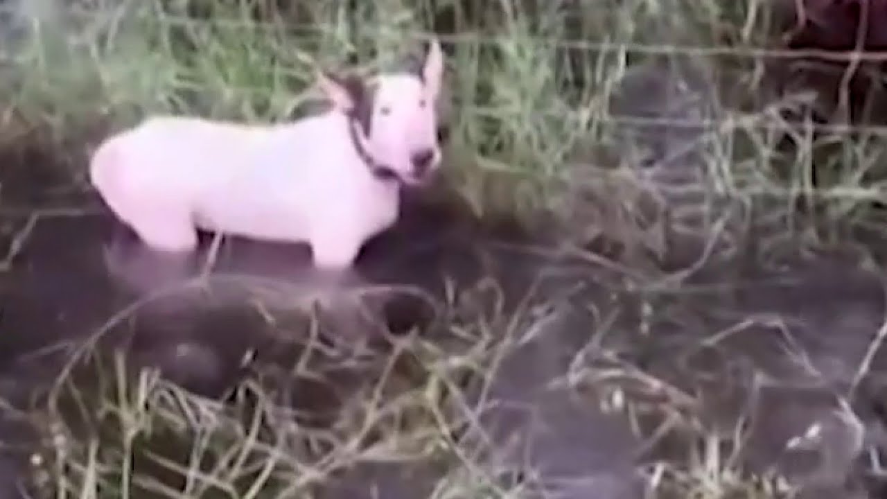 Charges dropped against Florida man after dog left tied to fence ahead ...