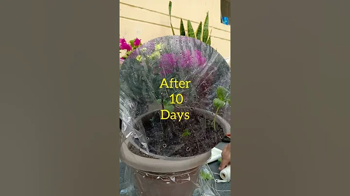 Watch how to propagate Bougainvillea plant in just 10 days. #propagate #bougainvillea #flowerlovers - DayDayNews