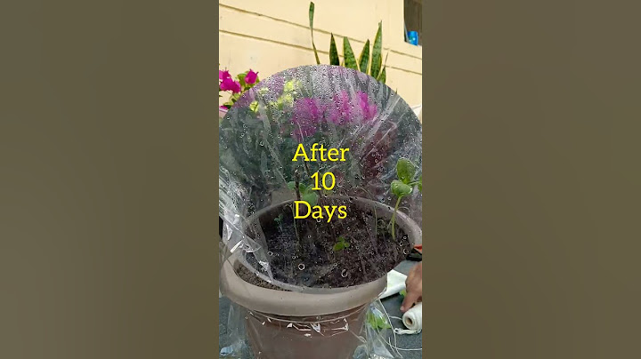 Watch how to propagate Bougainvillea plant in just 10 days. #propagate #bougainvillea #flowerlovers