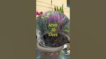 Thumbnail of Watch how to propagate Bougainvillea plant in just 10 days. #propagate #bougainvillea #flowerlovers