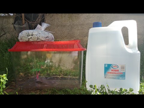 Video: Come mantenere i girini