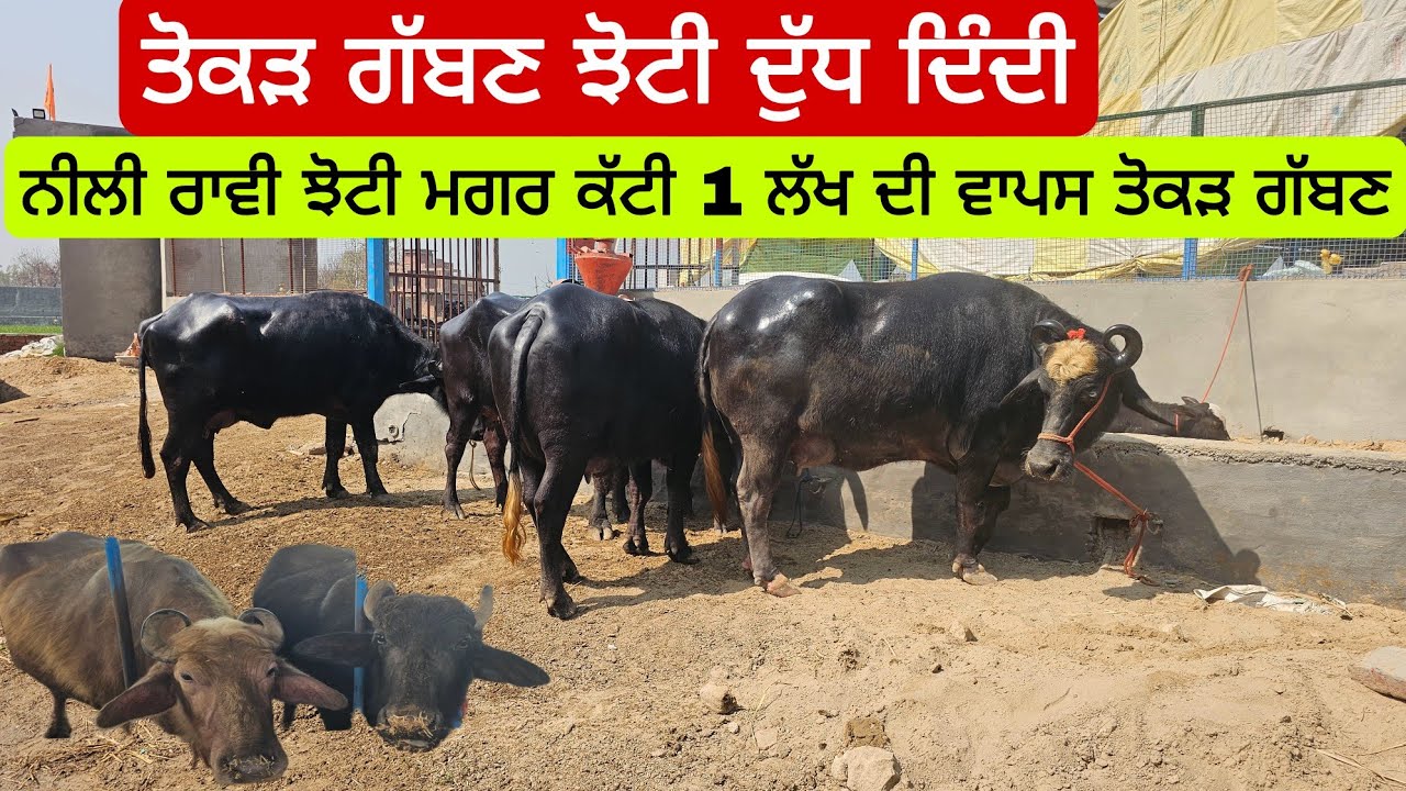 ਤੋਕੜ ਗੱਬਣ ਦੁੱਧ ਦਿੰਦੀ ਝੋਟੀ ਦੂਜੀ ਨੀਲੀ ਵਿੱਚ ਪੈਦੀ ਮਗਰ ਕੱਟੀ ਨੀਲੀ ਰਾਵੀ 1 ਲੱਖ ਦੀ ਤੋਕੜ ਗੱਬਣ ਵਾਪਸ ਸਾਰੇ ਸੱਤ ਨਗ