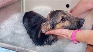 Rescued Puppy from Garbage Dump Takes his First Bath