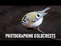 Photographing Goldcrests & looking back at 2020 and forwards to 2021