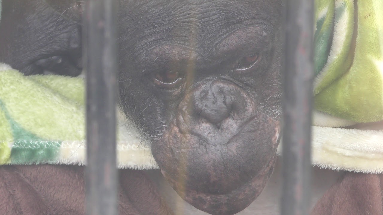 Chimpanzee (Ouchiyama Zoo, Mie, Japan) January 3, 2018 - YouTube
