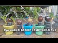 AWAS SALAH PILIH PERNIS!! TIPS PEMERNISAN DAN CAT BATOK BONSAI KELAPA UNTUK PEMULA