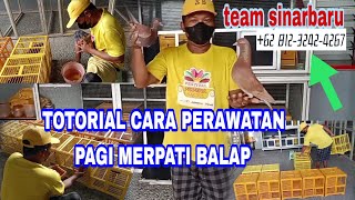 totorial cara perawatan merpati balap yg lengkap 2 feb 2023