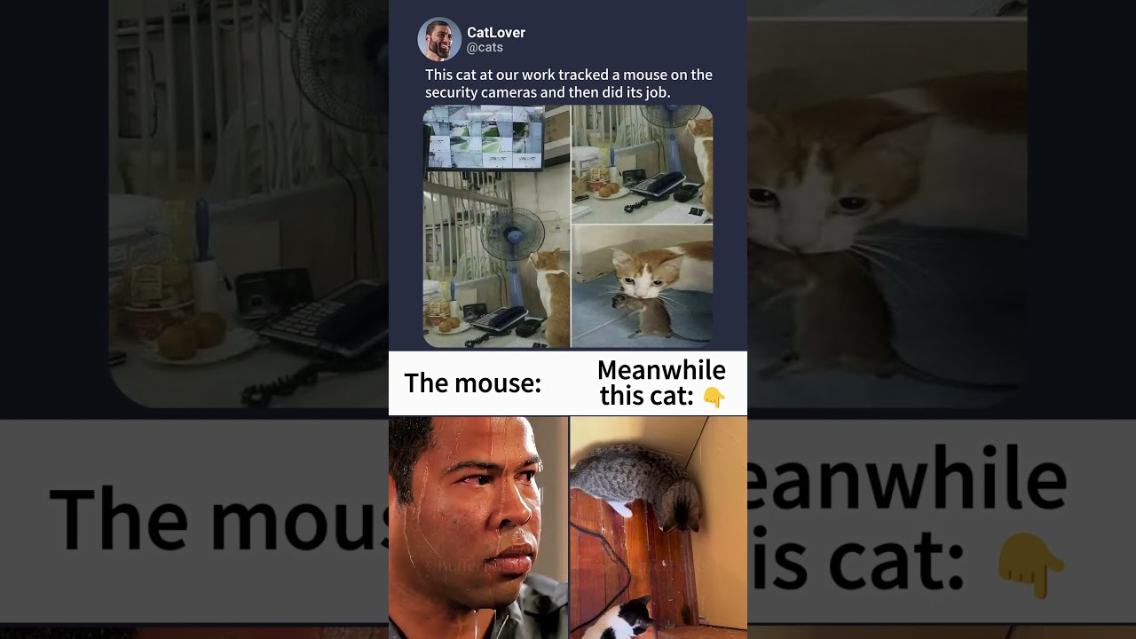 This Cat Understood the Cameras 🐱