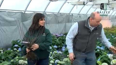 Growing Success Shrub Grades