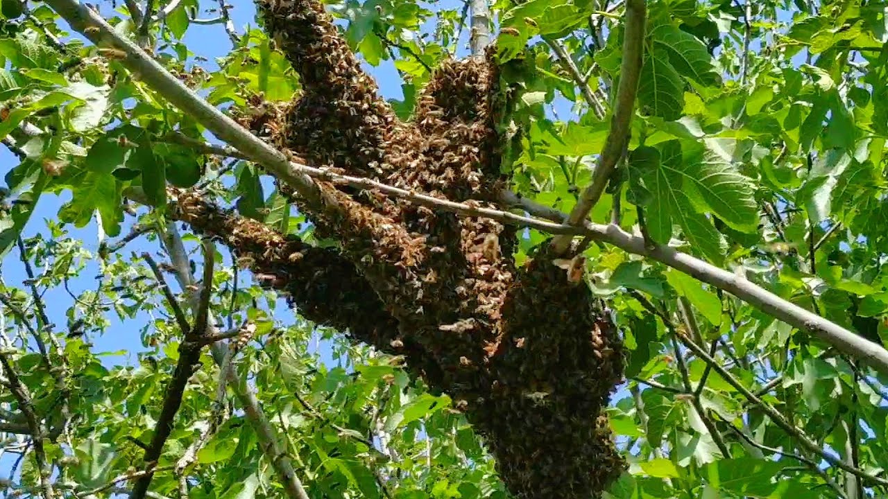 Oğul çıkan arıyı el değmeden tekrar kovana döndürme