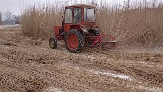 Т 25 на покосе камыша.КЗН и роторная косилка.