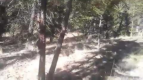 Sasquatch Interior B.C..."How Sasquatch play"