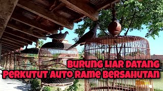 Nglaras Perkutut Di Pinggir Sawah Kedatangan Derkuku Liar Jadi Makin Syahdu