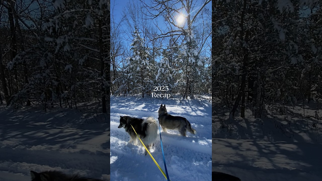 Наш итоговый 2025 год ✨ С Новым годом от нашей стаи вашей! 