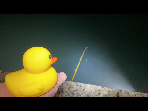 【ライブ配信】アヒル隊長と海のぬし釣り化け物スズキを追う
